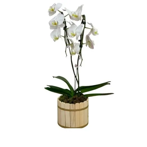 Orquídea Phalaenopsis plantada branca