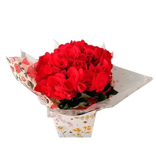 Linda Begonia para Presente