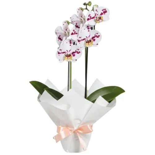 Orquídea Phalaenopsis Branca Mesclada para Presente