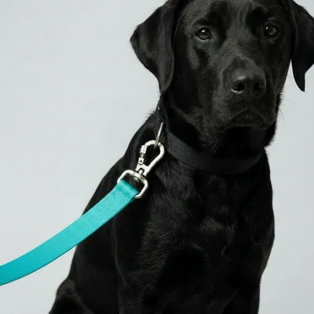guia para cachorro todos os portes reforçada o mosquetão contem trava de segurança coleira