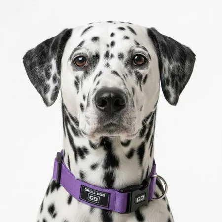 Coleira para cachorro com regulagem de tamanho cães grandes medio pequeno Pet Animais adestramento