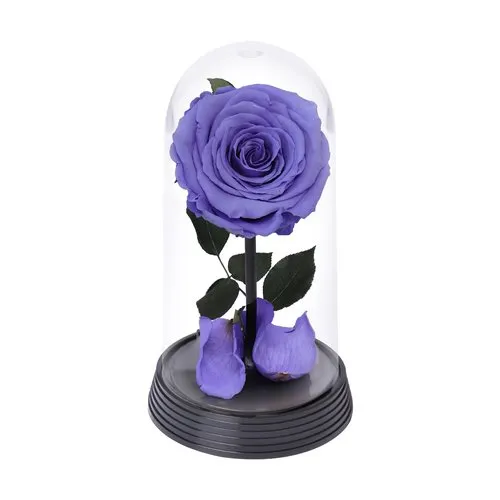 A Bela Rosa Encantada Lílas