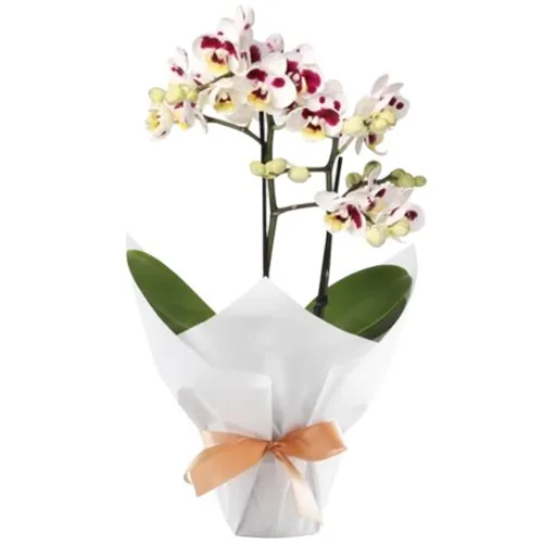 Mini Orquídea Rara Mesclada