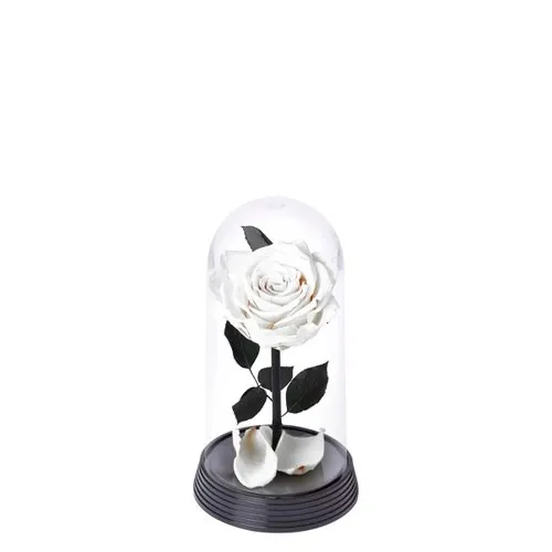 A Bela Rosa Encantada Branca