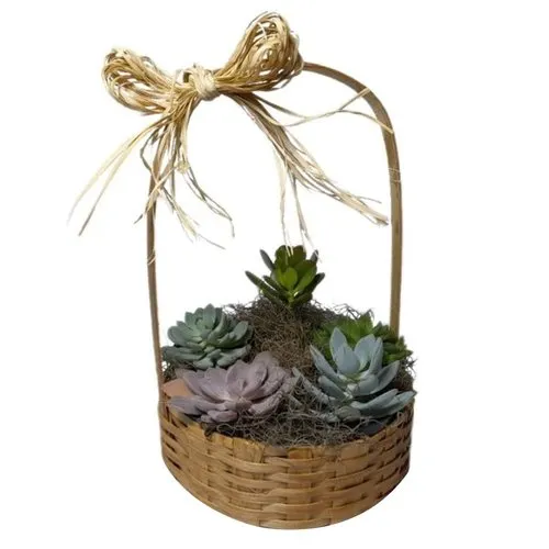 Cesta Suculentas
