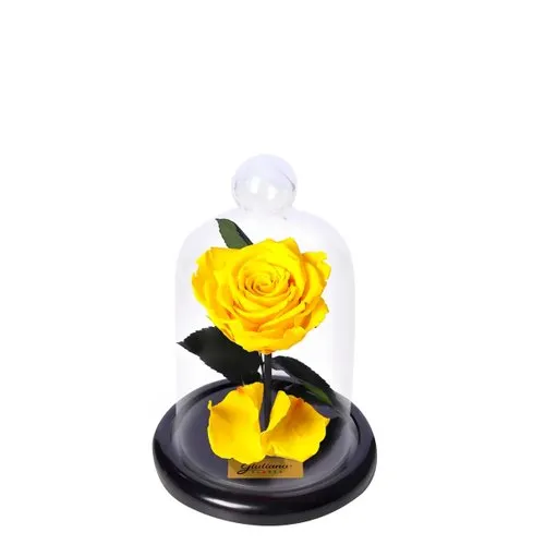 Mini Rosa Encantada Amarela