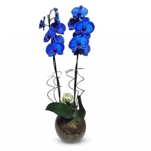 Orquídea Phalaenopsis Plantada Azul