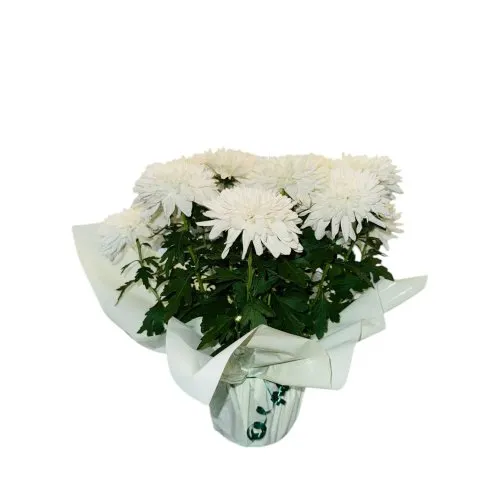 Vaso de Crisântemo Branco