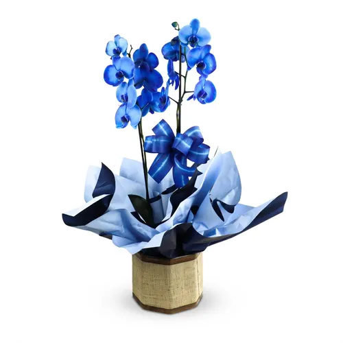 Orquídea Plantada Phalaenopsis Azul
