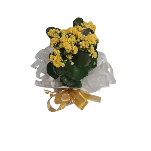 Flor da fortuna plantada amarela