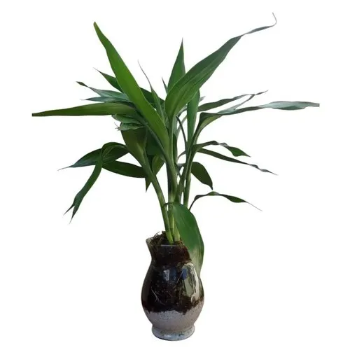 Vaso Bambu da Sorte