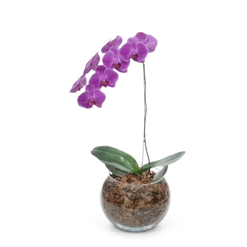 Orquídeas Phalaenopsis Roxa