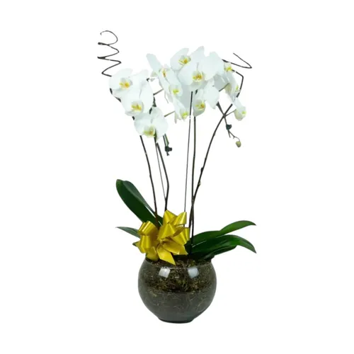 Orquídea Branca Grande em Vaso de Vidro
