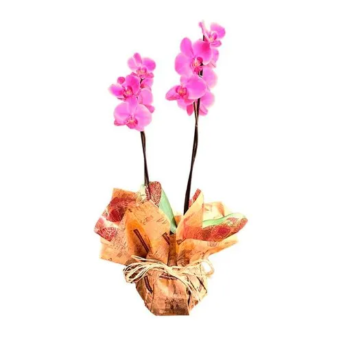 OrquÍdea Phalaenopsis Encanto.