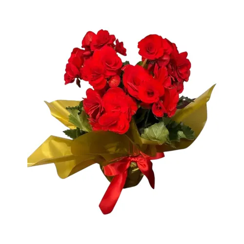 Begonia Vermelha Grande