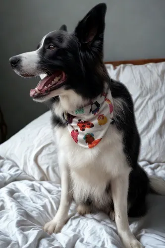 Bandana Pet Zoo Tjama