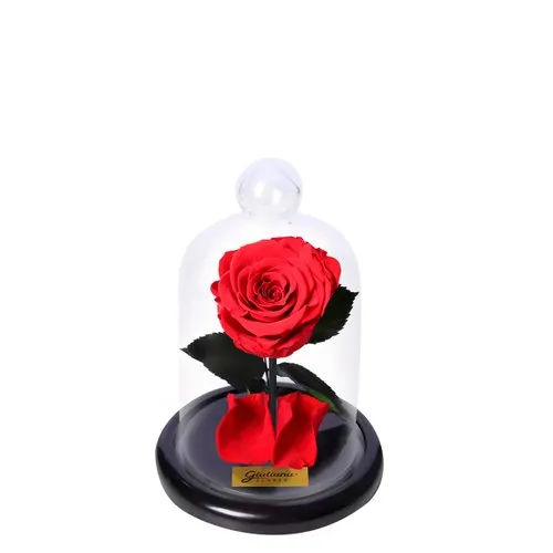 Mini Rosa Encantada