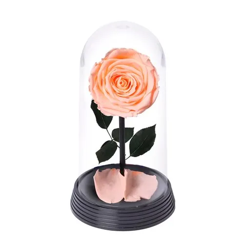 A Bela Rosa Encantada Champanhe