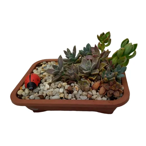 Jardim de suculentas variadas com Joaninha