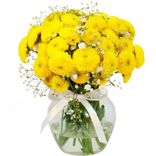 Brisa de Pinóquios Amarelos e Gypsophila