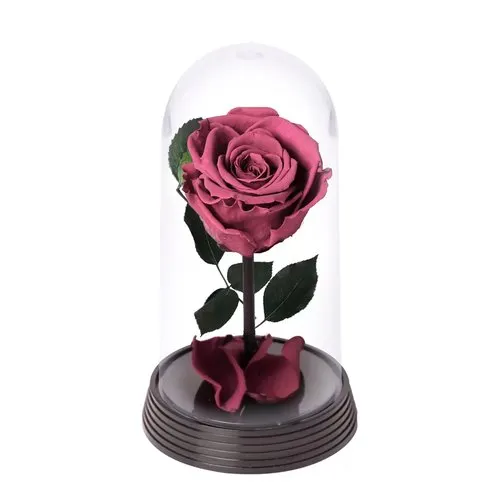 A Bela Rosa Encantada Roxa