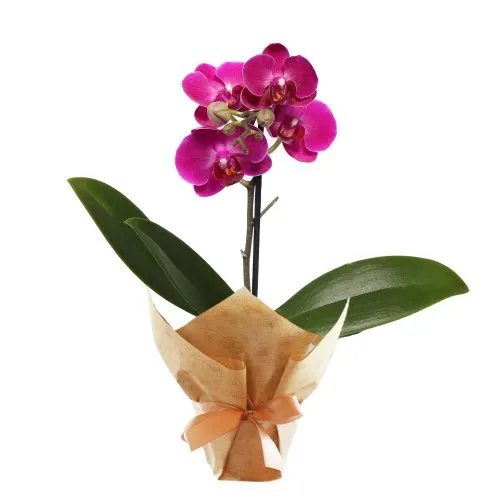 Ilustre Mini Orquídea Phalaenopsis Lilás