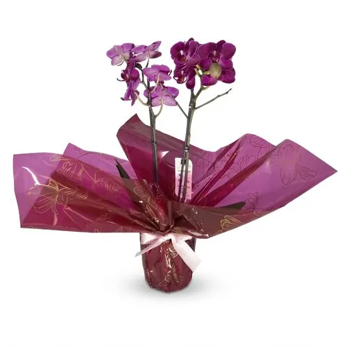 Mini Orquídea Phaleanopsis Pink II