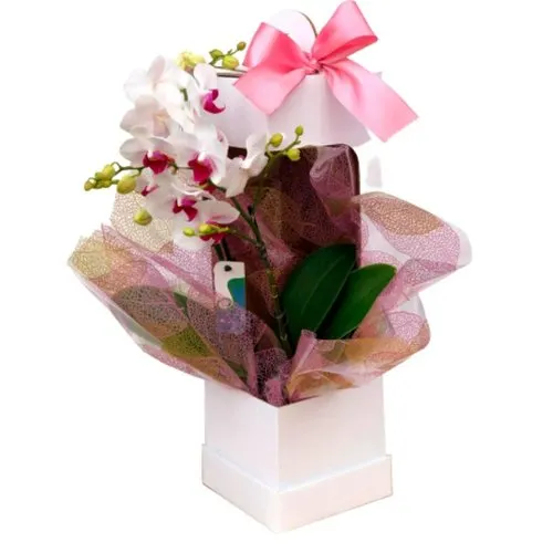 Orquídea Delicada