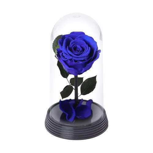 A Bela Rosa Encantada Azul