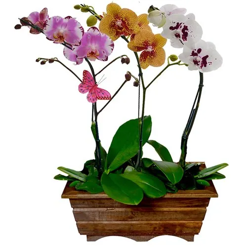 Jardim Phalaenopsis Sortidas