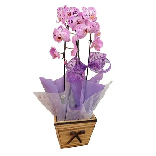 Orquídea Cascata Rosa