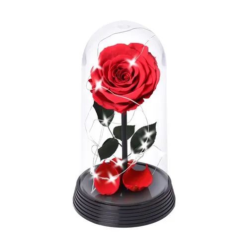 A Bela Rosa Encantada Estrelada