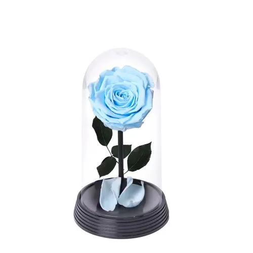 A Bela Rosa Encantada Azul Claro