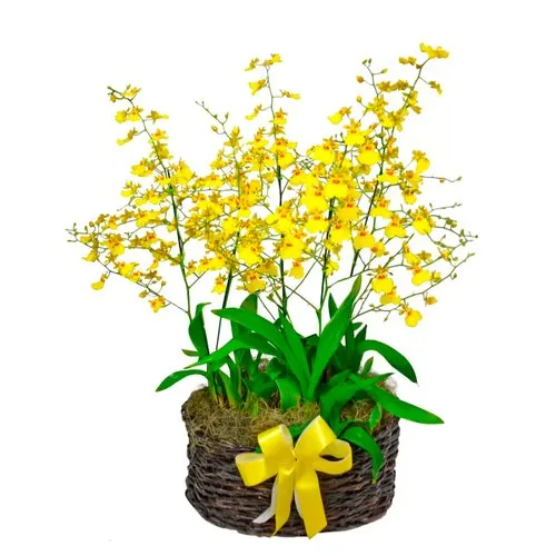 Jardim de Chuva de Ouro
