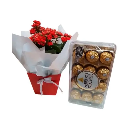 Kalanchoe com chocolates