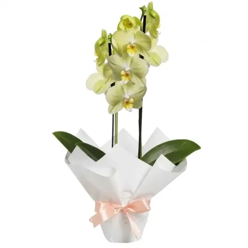 Orquídea Phalaenopsis Amarela para Presente