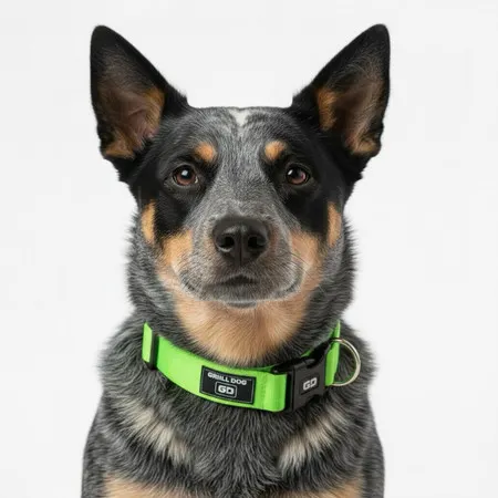 Coleira de pescoço para cachorro premium reforçado cães pequeno ao grande porte adestramento