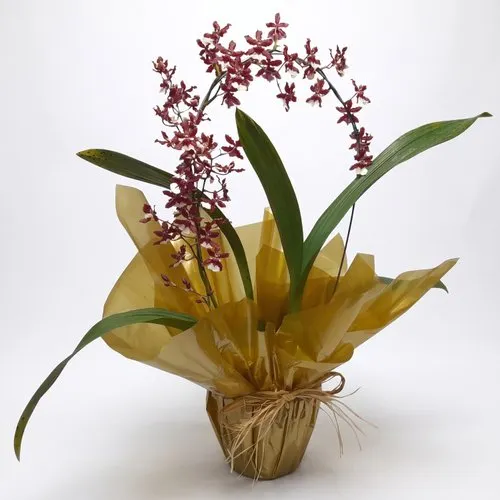 Orquidea Chocolate