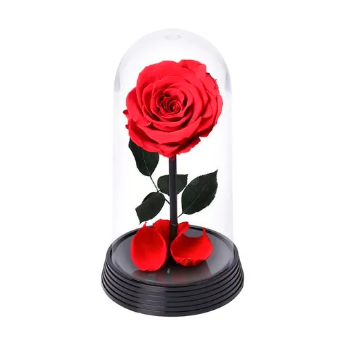 A Bela Rosa Encantada Vermelha