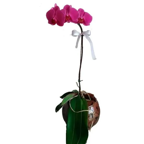 Delicada Orquídea no Vidro