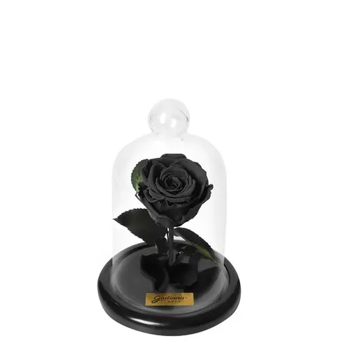 Mini Rosa Encantada Preta
