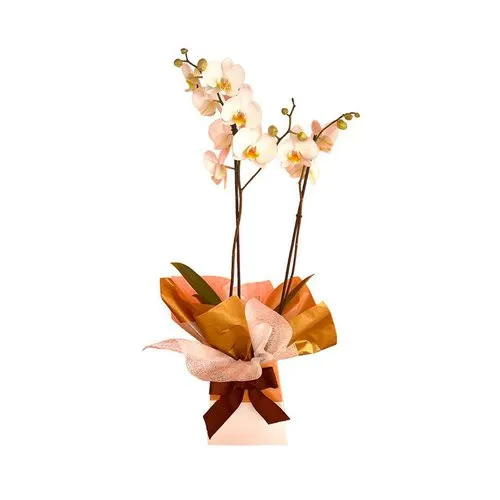 OrquÍdea Phalaenopsis Amor Profundo.