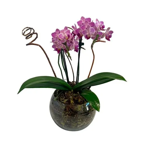 Orquidea Média Vaso de Vidro Lilas