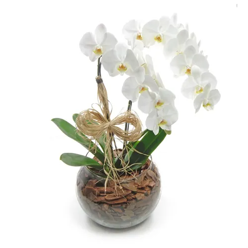 Orquídeas Phalaenopsis com duas Hastes Branca