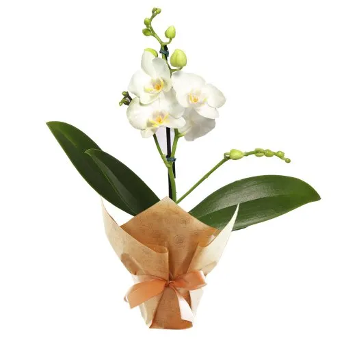 Ilustre Mini Orquídea Phalaenopsis Branca