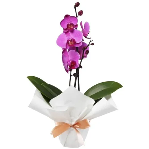 Orquídea Phalaenopsis Pink para Presente