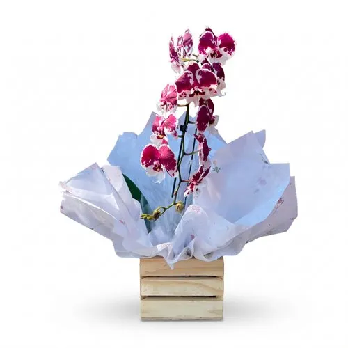 Orquídea Cascata