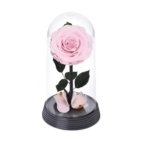 A Bela Rosa Encantada Cor de Rosa